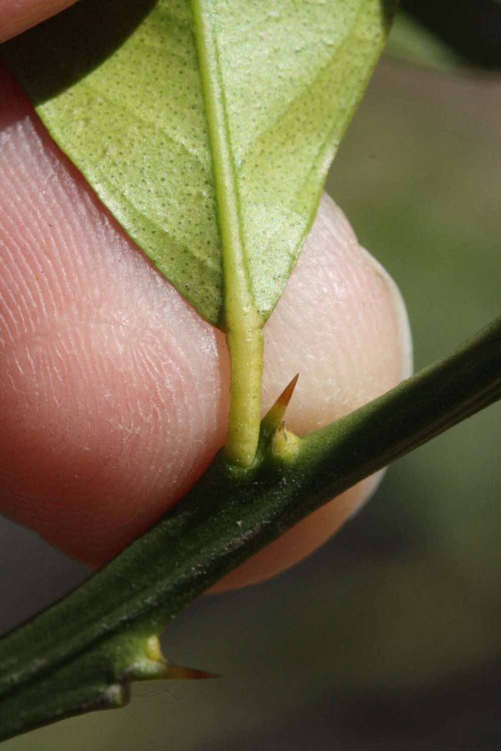              Petiole (Riverside, CA)       